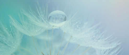 Pusteblume mit Regentropfen