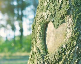 Zehner Bestattung Waldbestattung